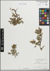Foto von Salix hastata L.